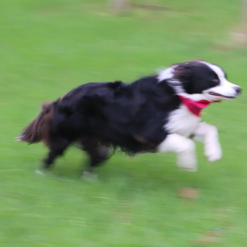 Puppy Training