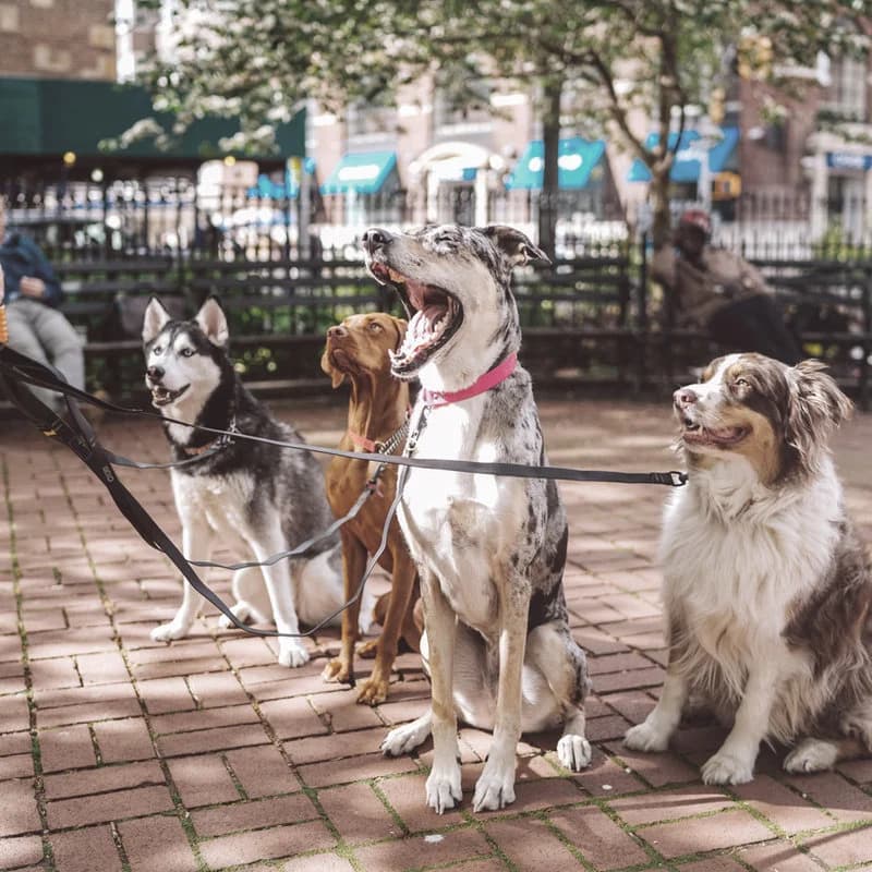 Dog Walking & Care